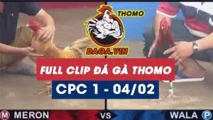 Full Video phát lại Trực tiếp đá gà Thomo ngày 4/2/2024