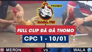 Full Video phát lại Trực tiếp đá gà Thomo ngày 10/1/2024