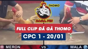Full Video phát lại Trực tiếp đá gà Thomo ngày 20/1/2024