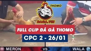 Full Video phát lại Trực tiếp đá gà Thomo ngày 26/1/2024