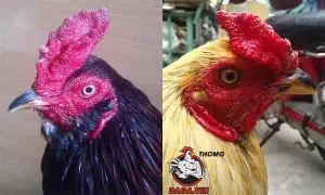 hướng dẫn Các cách lai mồng gà chọi phổ biến hiện nay