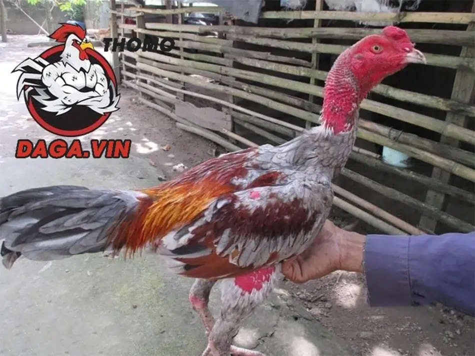 Cách Nuôi Gà Chọi C1 Hiệu Quả Nhất Từ Chuyên Gia 3 Chuồng trại đảm bảo tiêu chuẩn