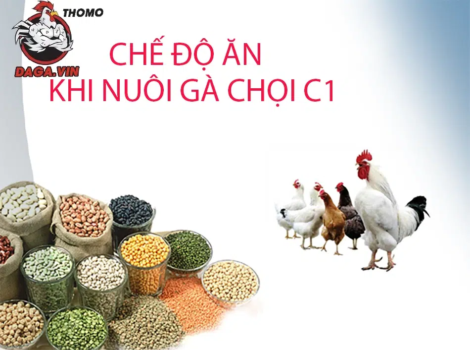 Cách Nuôi Gà Chọi C1 Hiệu Quả Nhất Từ Chuyên Gia 2 Chế độ ăn khi nuôi gà chọi C1