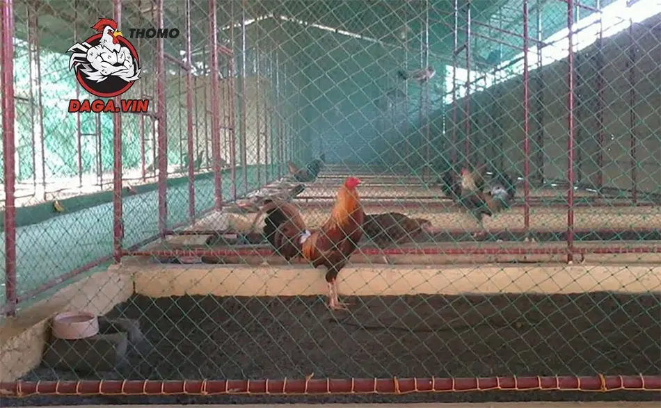 Cách Nuôi Gà Chọi C1 Hiệu Quả Nhất Từ Chuyên Gia 4 3 lưu ý quan trọng hàng đầu khi nuôi gà chọi C1