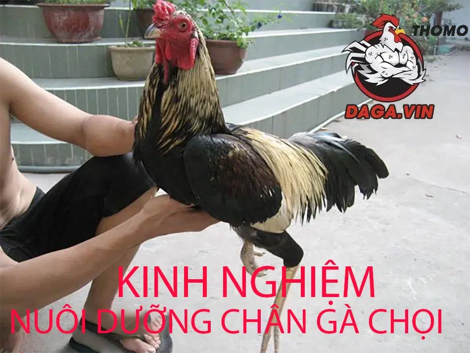 Cách Nhận Diện Chân Gà Chọi Đẹp Chuẩn Nhất Từ Chuyên Gia 4 Những lưu ý siêu hữu ích mà bạn không thể không biết