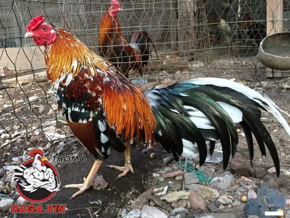 Hướng Dẫn Nuôi Gà Đá Ra Trường Và Những Điểm Cần Lưu Ý 3 Chế độ dinh dưỡng theo các bữa ăn sáng và chiều cho gà