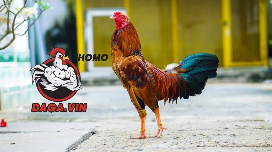Cách Nhận Diện Chân Gà Chọi Đẹp Chuẩn Nhất Từ Chuyên Gia 3 Mách bạn những kinh nghiệm cực hiệu quả của các chuyên gia