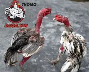 nhiều cách vần gà chọi phổ biến