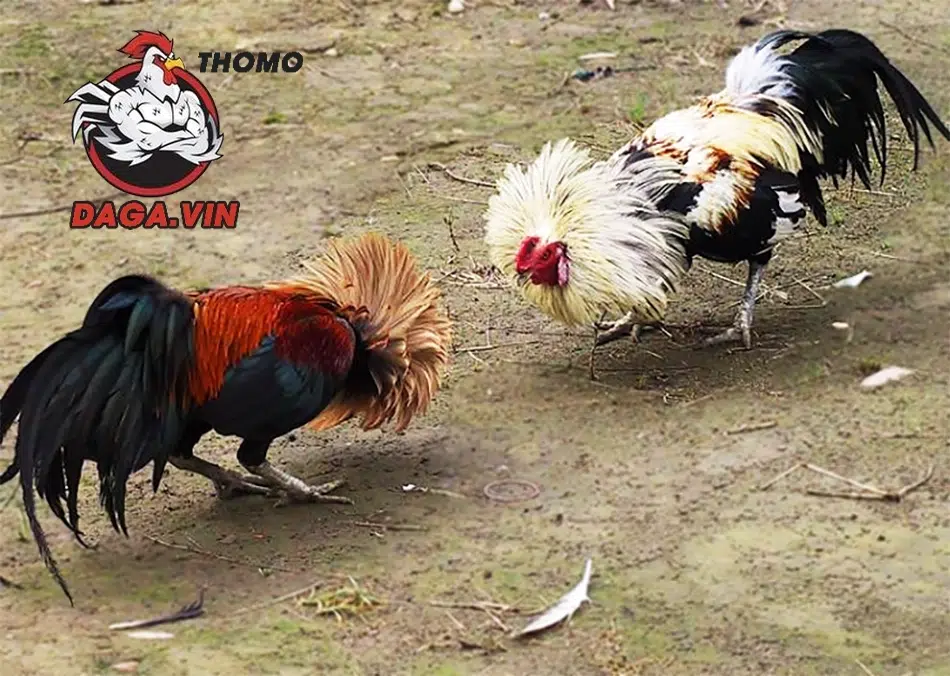 Sư kê cần lên kế hoạch tập luyện chuyên nghiệp
