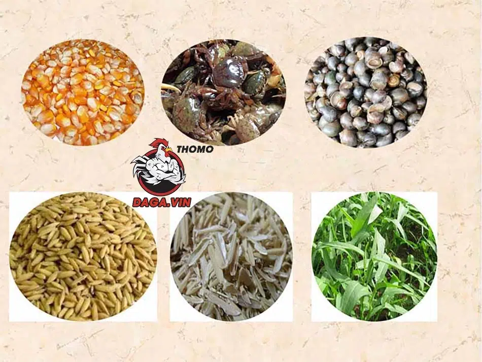 Dinh dưỡng cho gà nhanh tới PIN