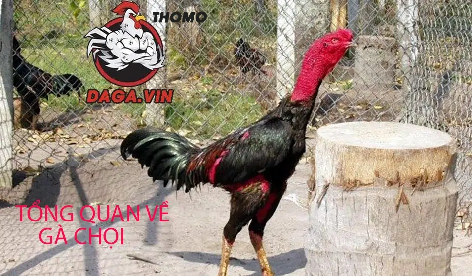 Bí kíp chọn gà chọi hay: Chọn "chiến kê" như thế nào? 1 giới thiệu Tổng quan về gà chọi