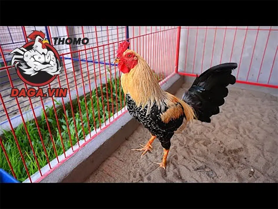 Người nuôi cần chuẩn bị chuồng trại thoáng mát