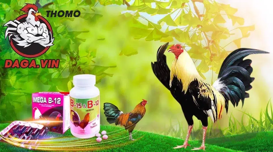 Nuôi Gà Đá Nhanh Lên Ký - Bí Quyết Đảm Bảo 100% Hiệu Quả 2 Nuôi gà đá hiệu quả nhờ ăn uống, huấn luyện, phòng bệnh, môi trường tốt
