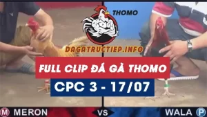 Full Video phát lại Trực tiếp đá gà Thomo ngày 17/07/2024