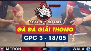 VIDEO GÀ ĐÁ GIẢI TỰ DO THOMO CPC3 - 18/05/2025