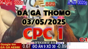 Phát lại đá gà Trực tiếp C1 ngày 03/05/2025