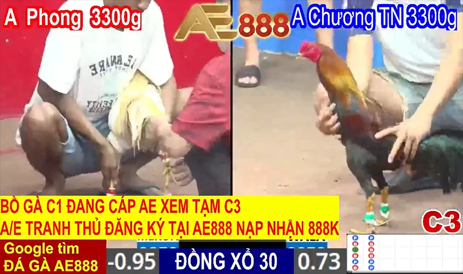 Đá Gà Vin - Sự lựa chọn hoàn hảo khi xem trực tiếp đá gà