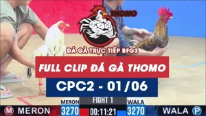 Video đá gà trực tiếp thomo CPC2 ngày 01062026