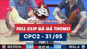 Video đá gà trực tiếp thomo CPC2 ngày 31052026