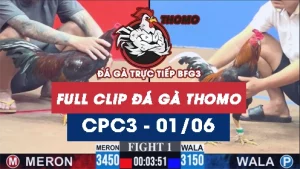 Video đá gà trực tiếp thomo CPC3 ngày 01062026