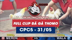 Video đá gà trực tiếp thomo CPC5 ngày 31052026
