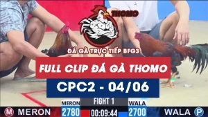 Video đá gà trực tiếp thomo CPC2 ngày 04062026