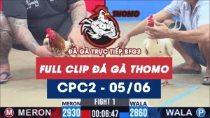 Video đá gà trực tiếp thomo CPC2 ngày 05062026