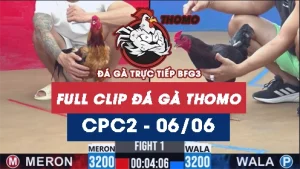 Video đá gà trực tiếp thomo CPC2 ngày 06062026