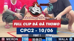 Video đá gà trực tiếp thomo CPC2 ngày 10062026