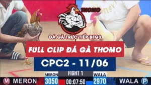 Video đá gà trực tiếp thomo CPC2 ngày 11062026