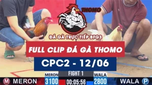Video đá gà trực tiếp thomo CPC2 ngày 12062026