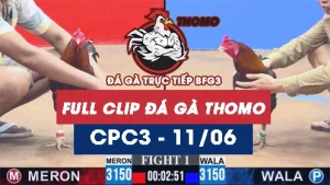 Video đá gà trực tiếp thomo CPC3 ngày 11062026