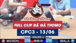 Video đá gà trực tiếp thomo CPC3 ngày 13062026