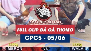 Video đá gà trực tiếp thomo CPC5 ngày 05062026